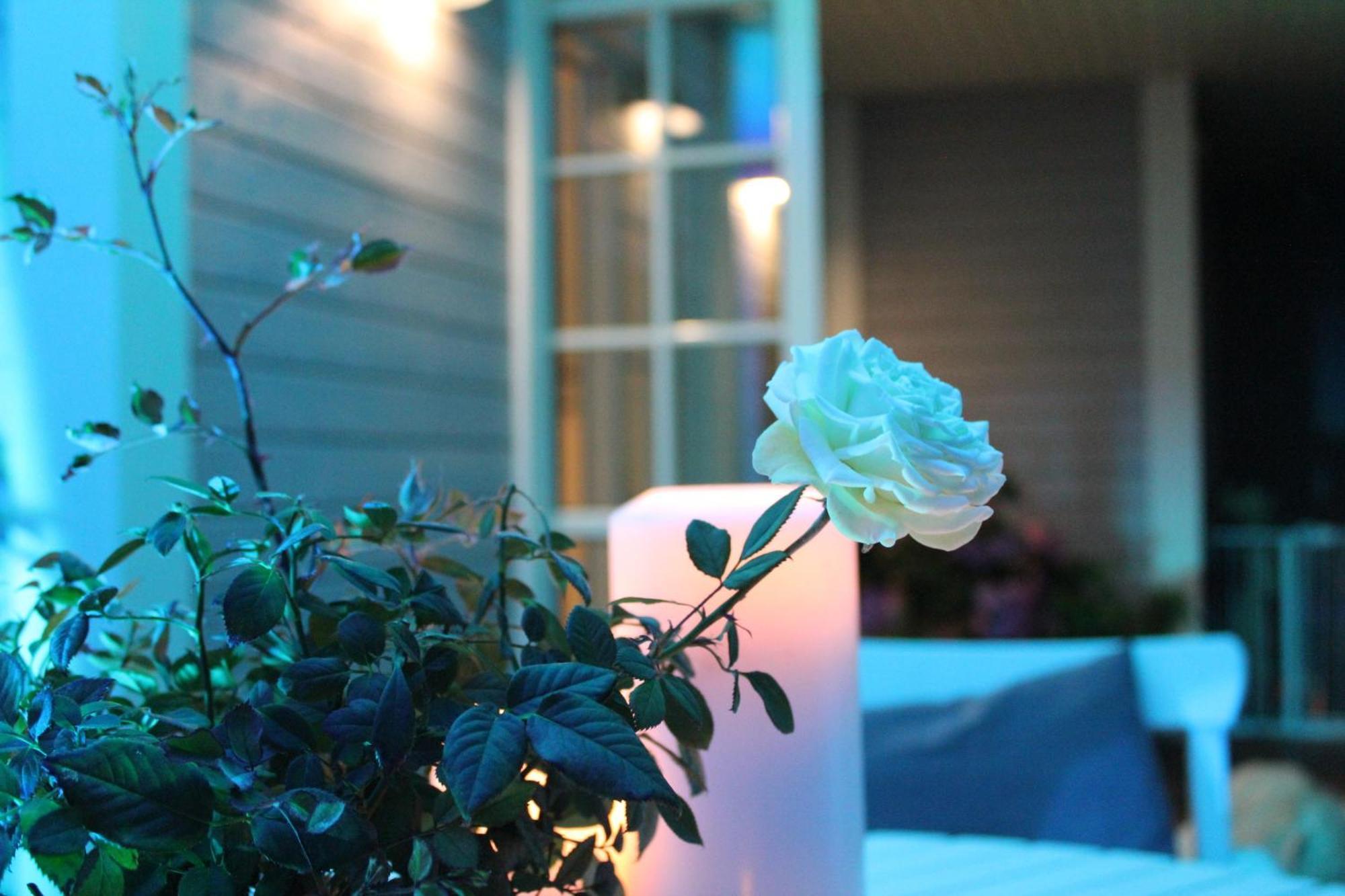 Rosenhill B&B Thalfang Exteriör bild